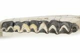 Fossil Titanothere (Megacerops) Jaw - South Dakota #227757-7